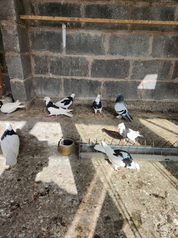 Iranian pigeons