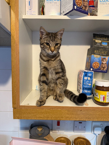 Kitten looking for a loving home
