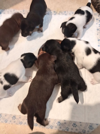 Jack russlle pups for sale