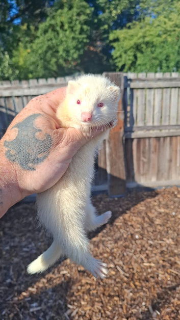 Ferret kits ready now