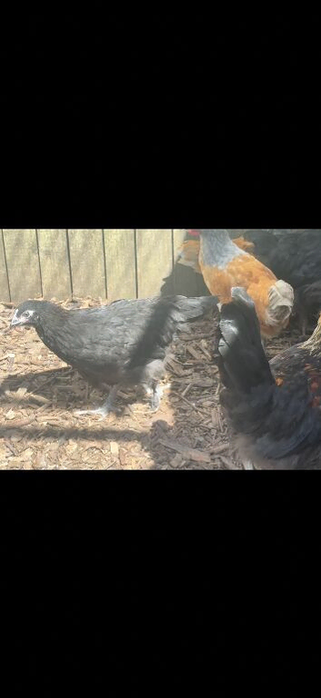 Young Black copper marans