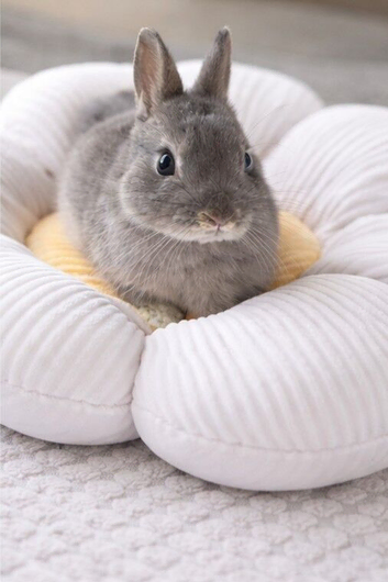 Netherland dwarf bunny