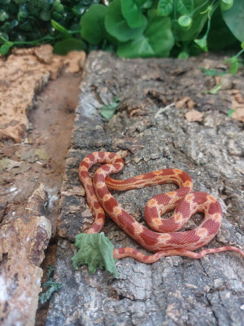 Corn Snakes at Birmingham Reptiles