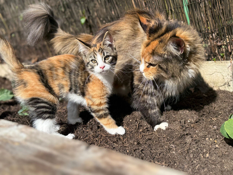 REDUCED READY TO LEAVE NOW BROTHER AND SISTER TORTOISESHELL MAINE COON X KITTENS