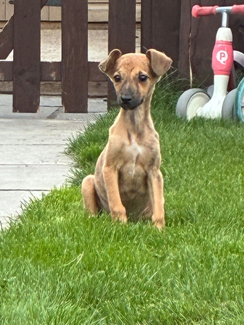 Whippet girl