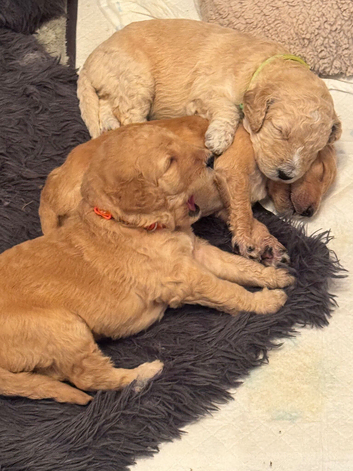 8 beautiful Goldendoodle puppiesjavascript:;