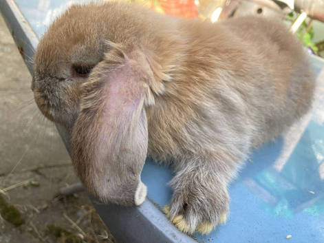 French Lop for sale in London