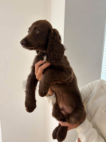 Kc reg cocker spaniel pups