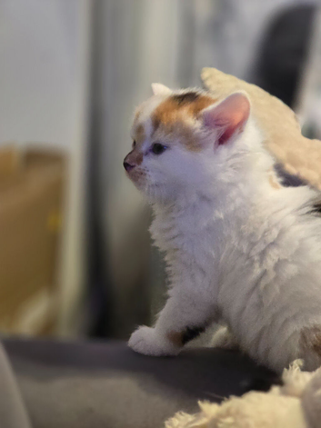 White ginger and bronze fluffy girl