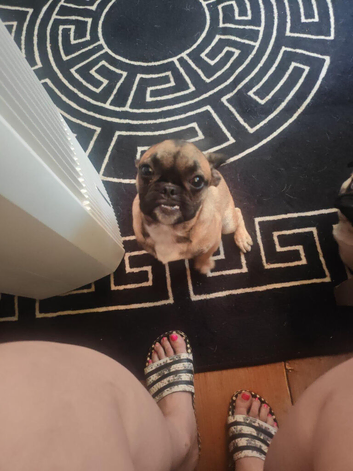 Pug cross Frenchie