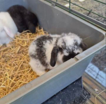 8 Week Old Mini Lop Male