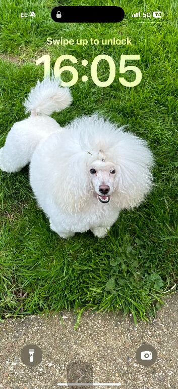 Kc reg Toy poodle for stud