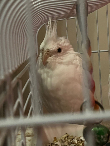 Semi tamed albino cockatiel bird