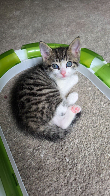 Stunning Tabby and White Kitten