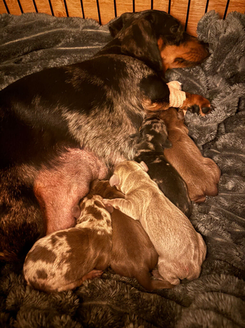 Miniature daschund x5