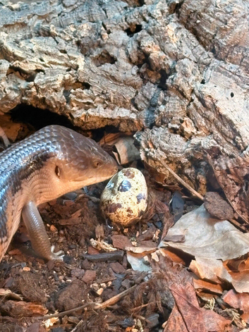Blue tongue skink and viv 8 months old