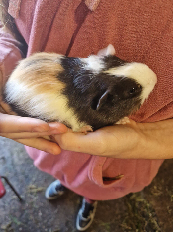 Baby guinea-pigs ready now Teddy male ready now