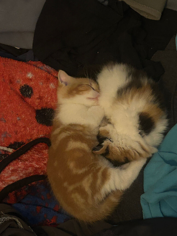 2 ginger and white kittens (last 2)