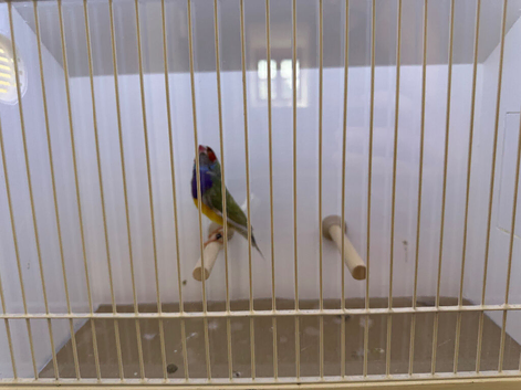Gouldian Finch Cock Bird For Sale (RH, PB, Dilute)