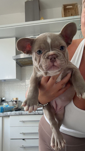PUPPIES READY TO GO NOW