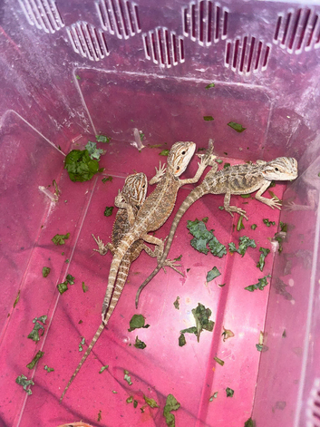 Baby bearded dragons for sale