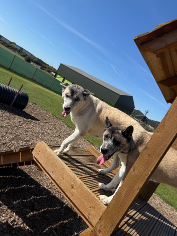 American Akita for re-homing