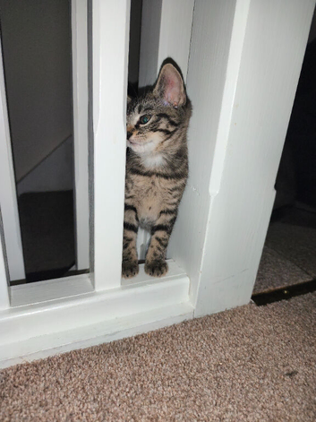 Two adorable kittens looking for a loving home!