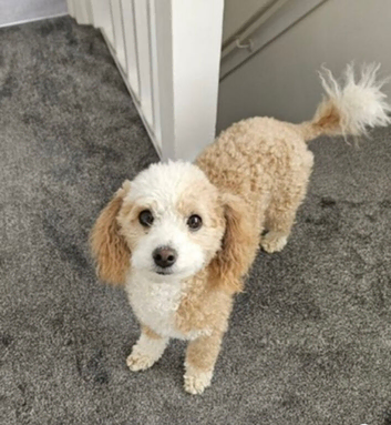 Beautiful Poochon