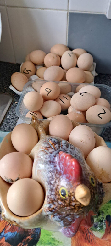 Pekin bantams hatching eggs small breed
