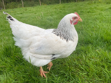 Free! 5 Adult Hens to Rehome
