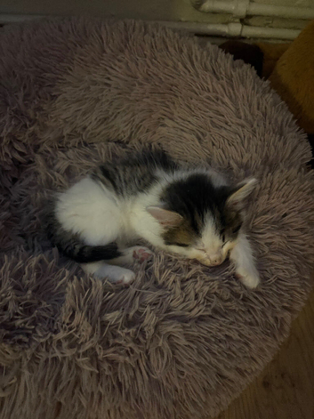 3 beautiful kittens