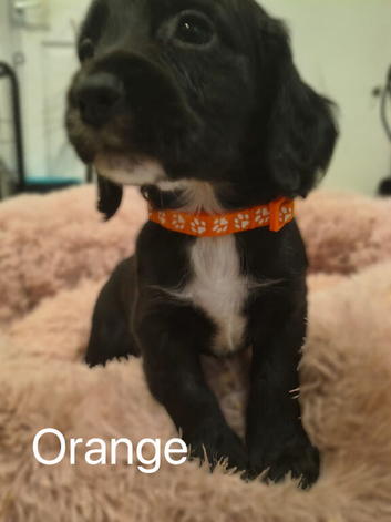 Working Cocker Spaniel Puppies Ready for Homes
