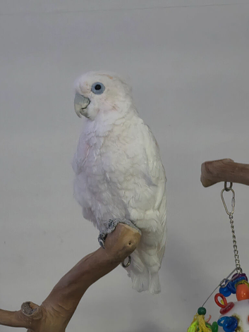 Ducorpes Cockatoo