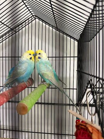 2 budgies and cage