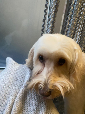 Cockpoo