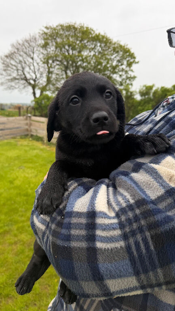 Black Labrador Puppies