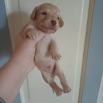 Cocker spaniel x chihuahua x puppies.