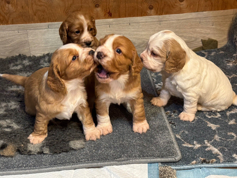 Beautiful golden boy's Cocka Spainals