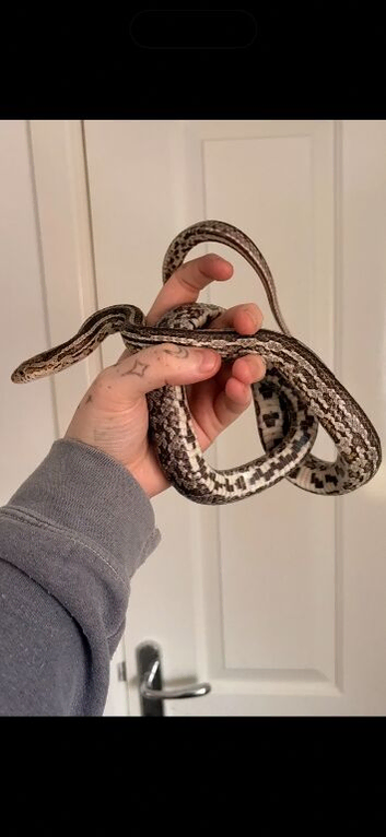 female corn snake