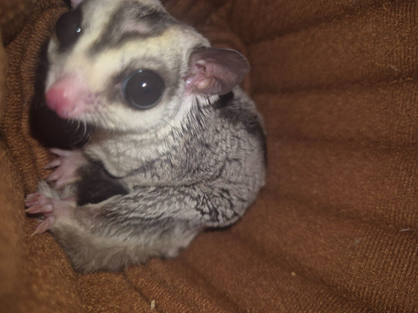 Male sugar glider sale