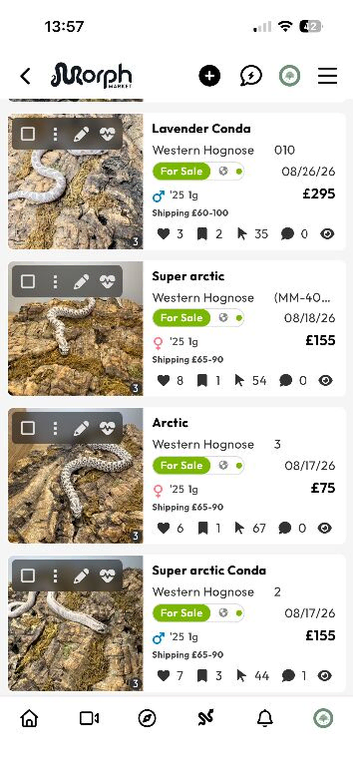 Western Hognose for sale