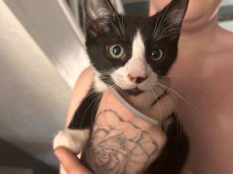 12 week old male kitten
