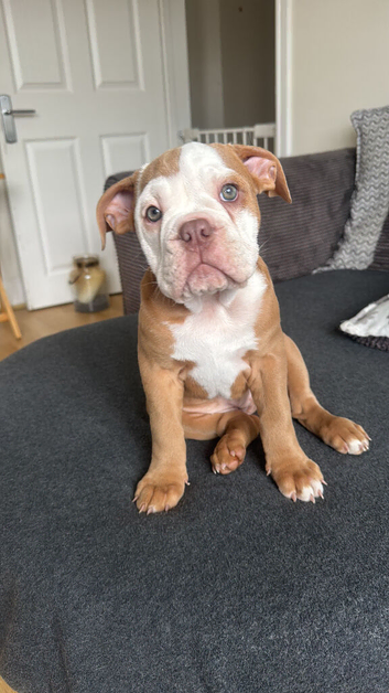 Olde tyme bulldog puppies
