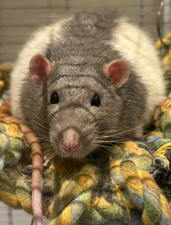 Rats