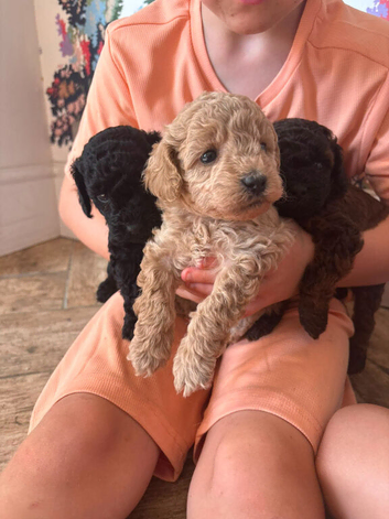 Cavapoo puppies 3 left