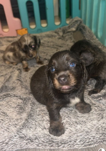 DACHSHUND PUPPIES FOR FOREVER HOMES