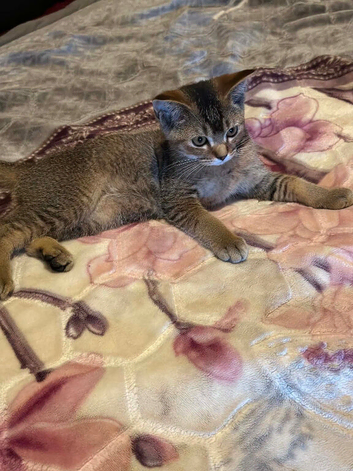 British shorthair x kitten