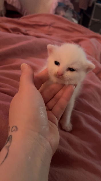 4 beautiful kittens