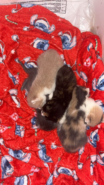 Beautiful kittens
