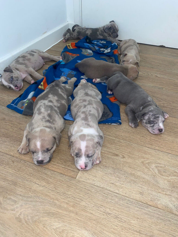 7 puppies available